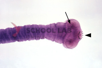 Prepared Microscope Slide - Tapeworm (Taenia pisiformis): Cysticercus W.M.